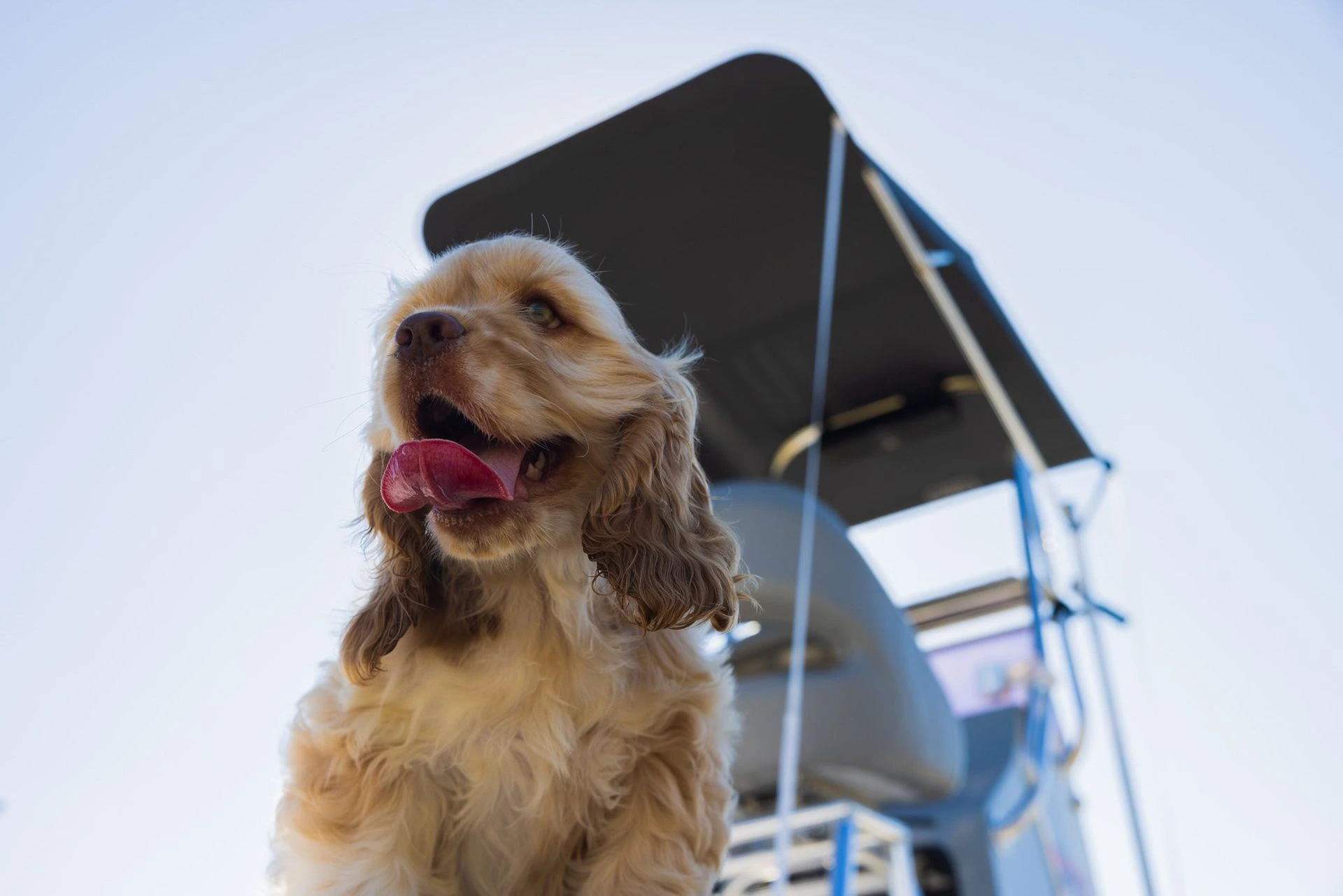 A dog beside a black Canvas USA® Bimini T™ canopy